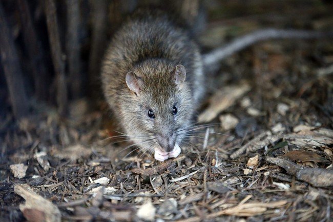 Los Angeles Typhus Cases Surge 2,300% Since 2009 Amid Rat Control Challenges
